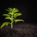 Image Plante illustrant le programme scolaire "Sciences de la Vie et de la Terre"